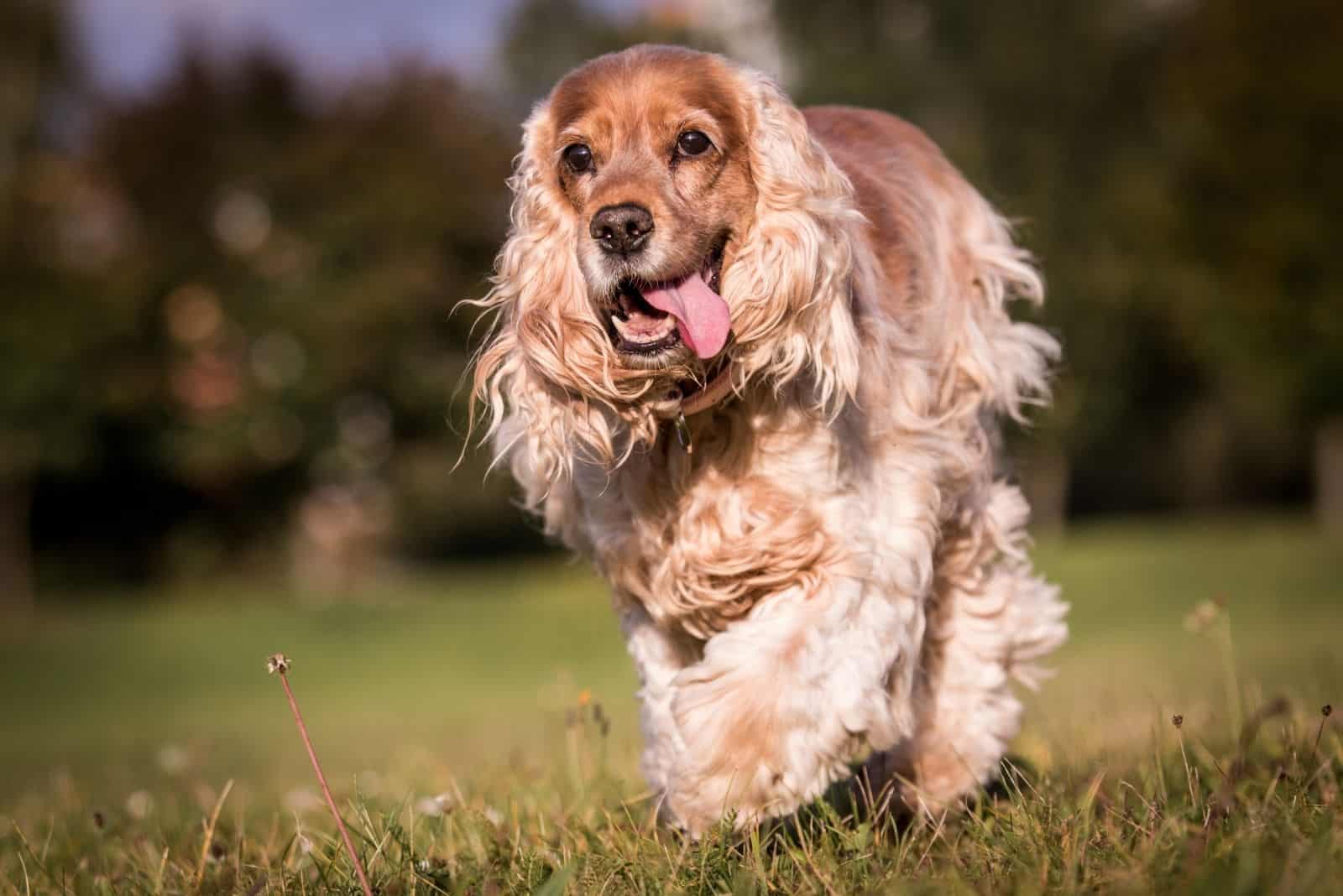Cocker spaniel inglés corriendo y jugando en el campo