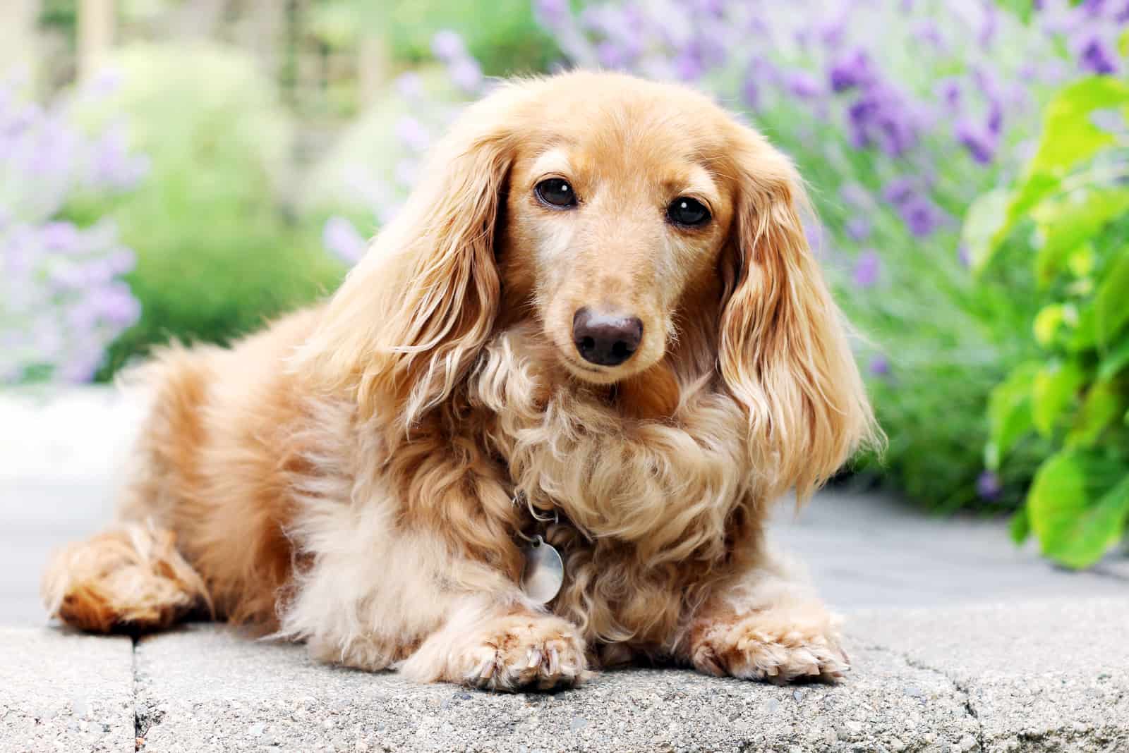 dachshund crema inglés tumbado en el jardín