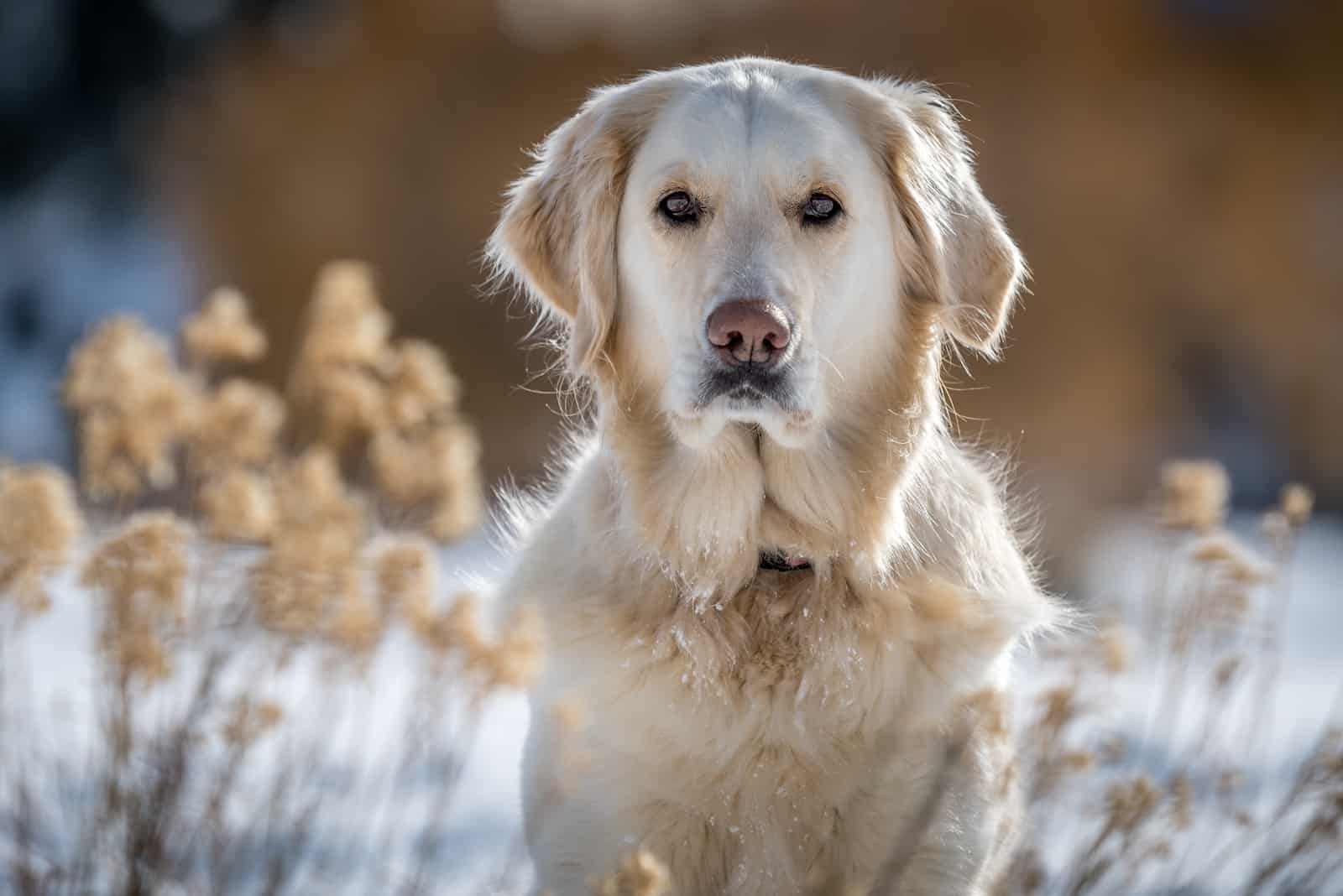 golden retriever crema inglesa