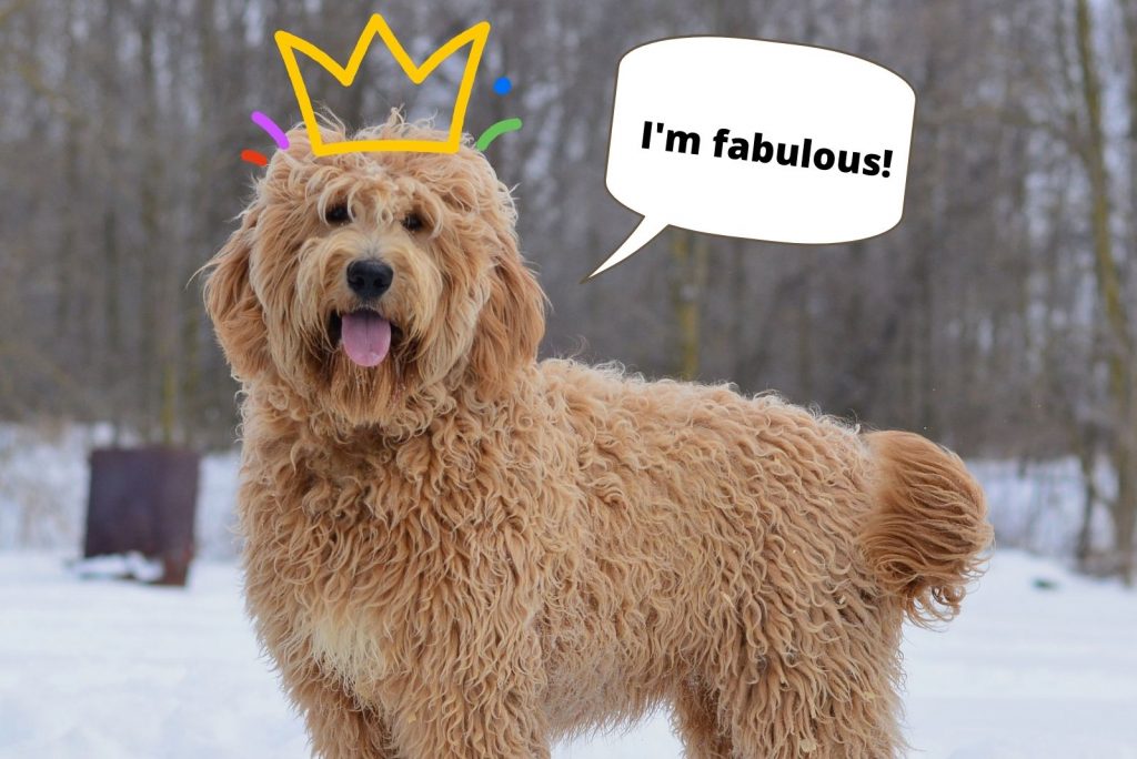 goldendoodle inglés de pie en la nieve