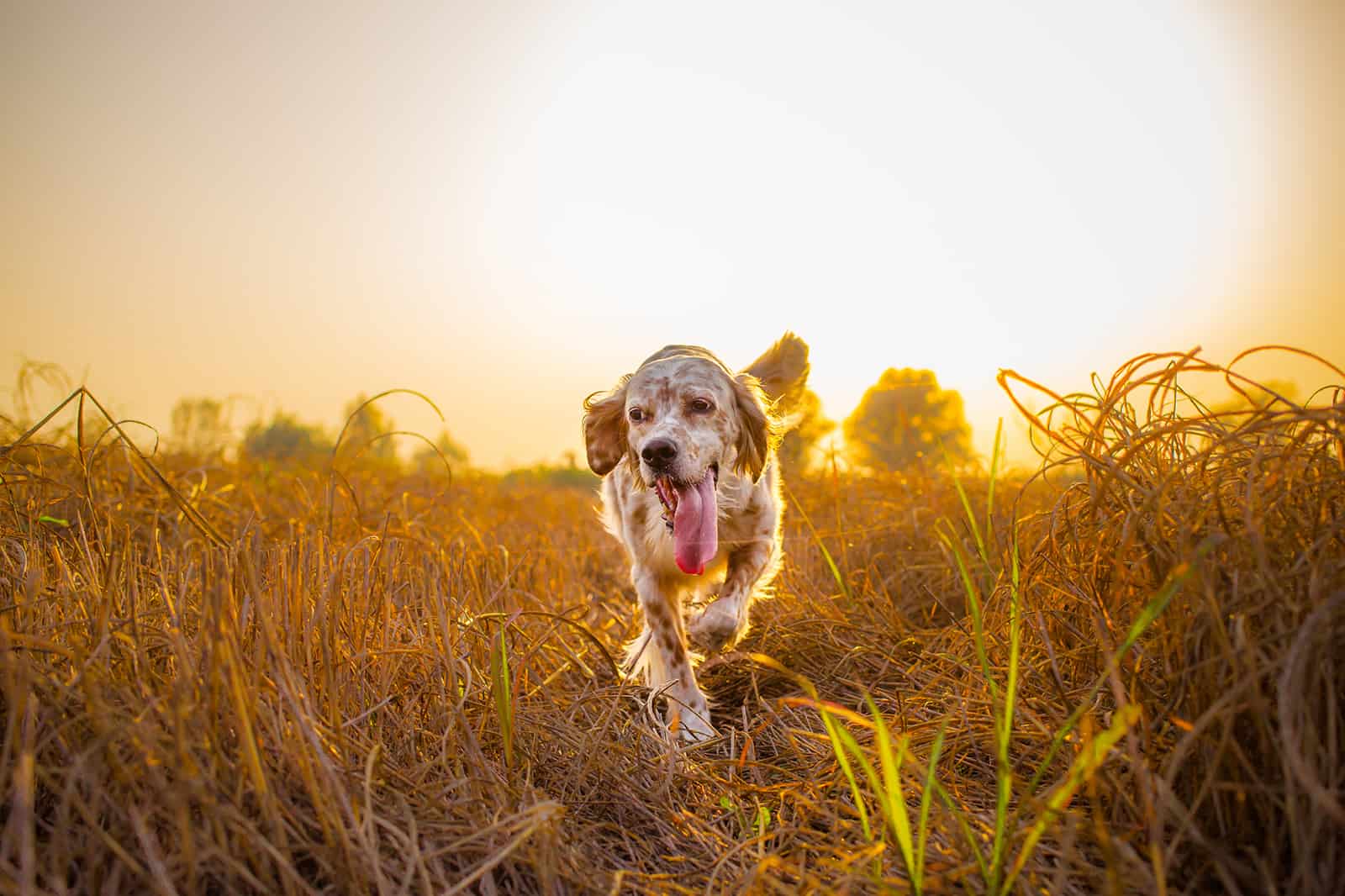 setter inglés corriendo en el campo