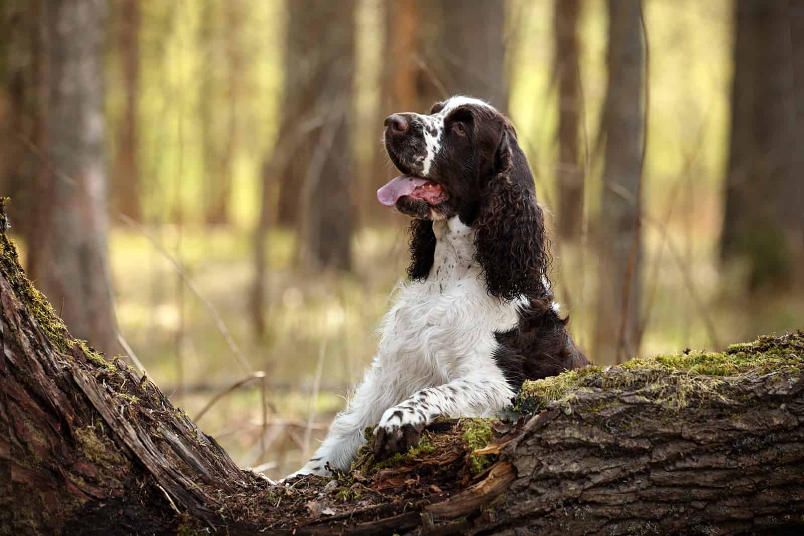 Perro inglés springer spaniel en el bosque