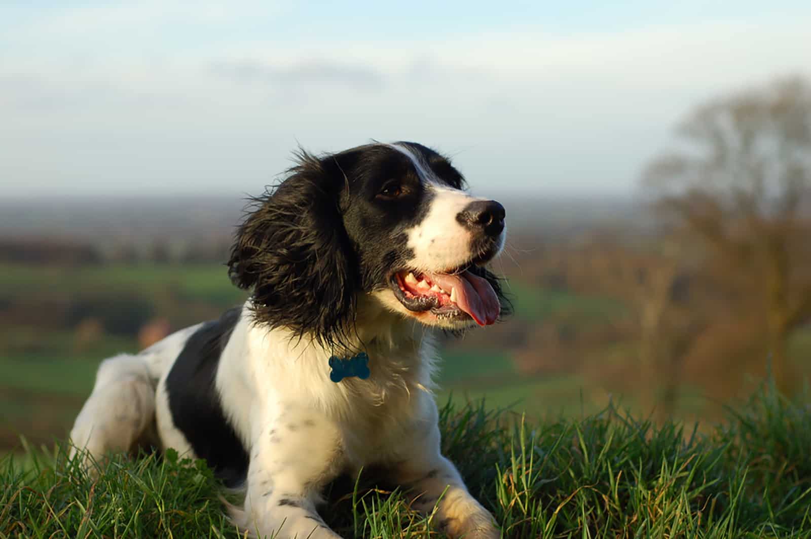 springer spaniel inglés acostado en la hierba
