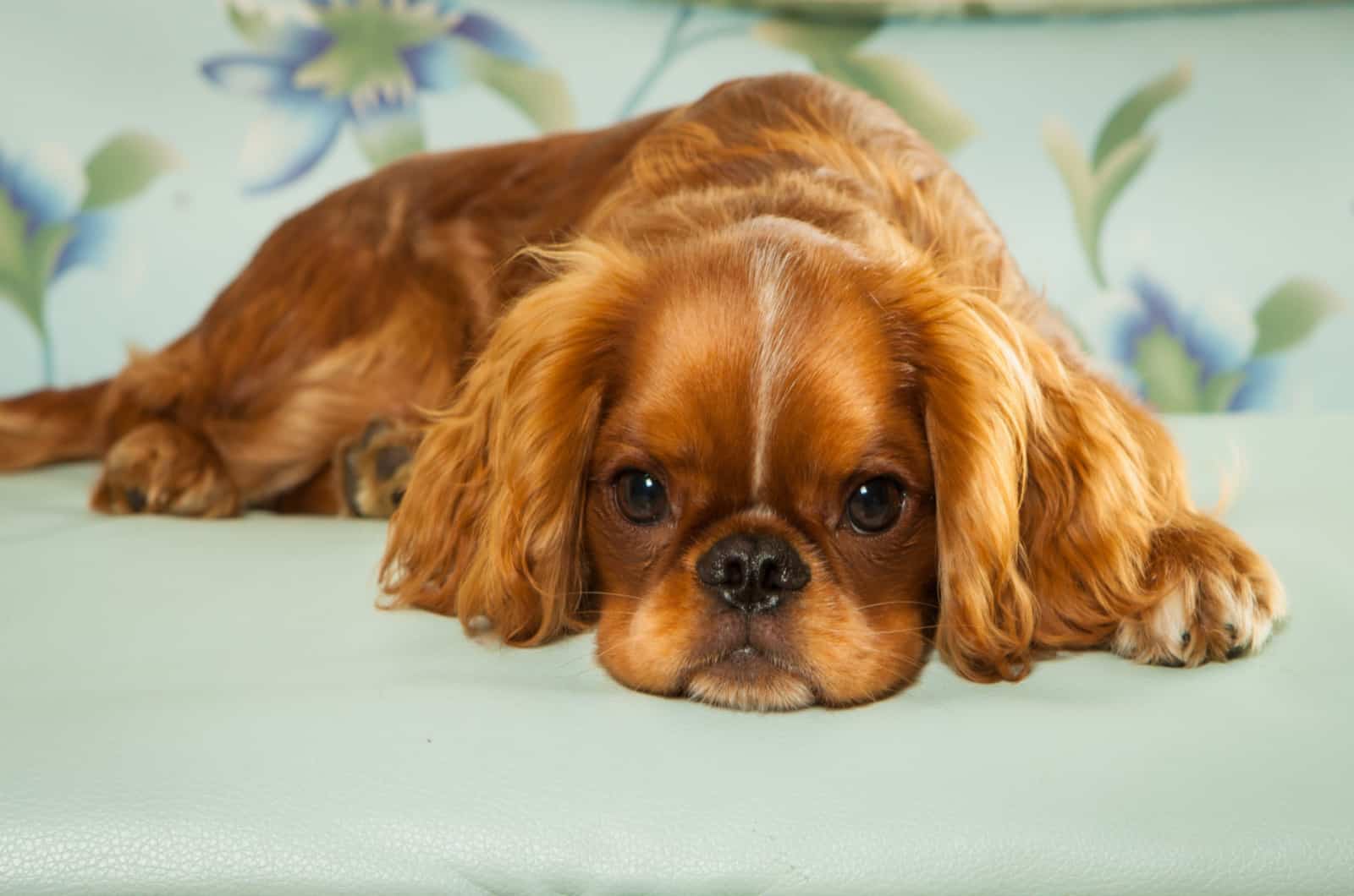 spaniel toy inglés