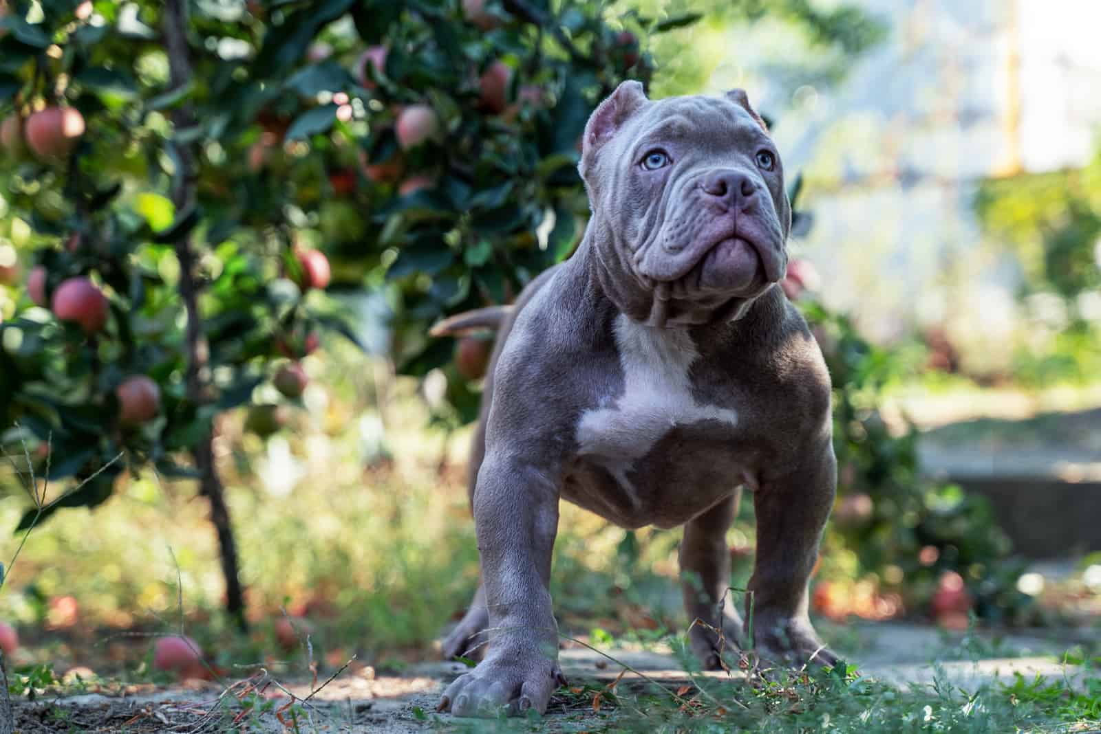 exótico american bully