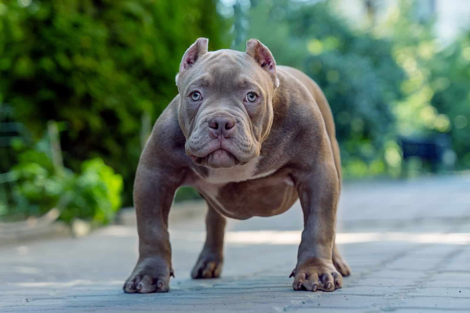 bully exótico
