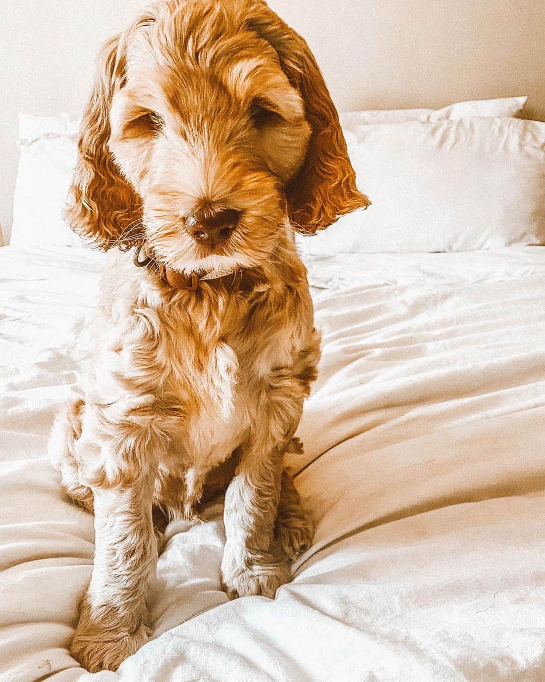 f1b labradoodle en la cama