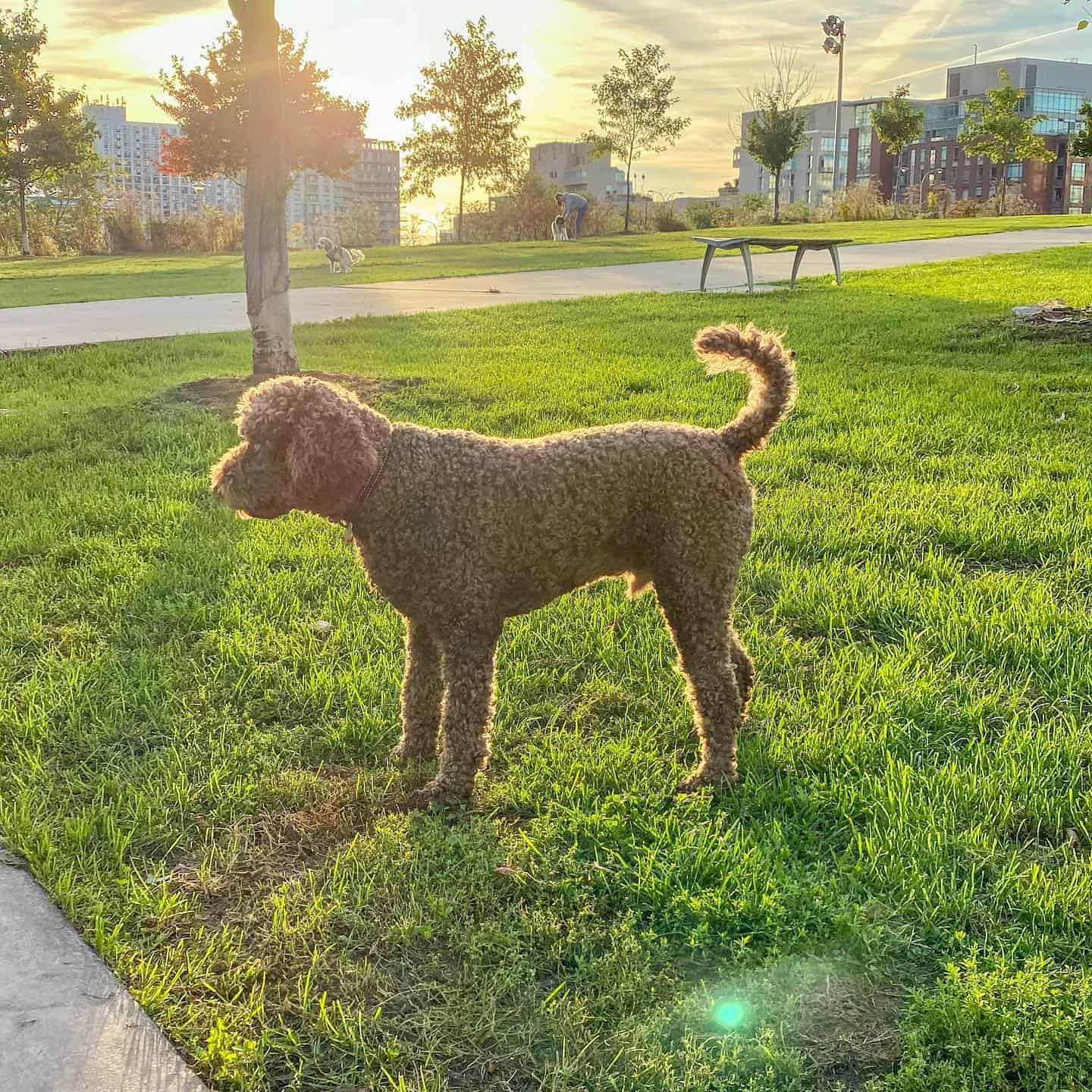 f1b labradoodle en el parque