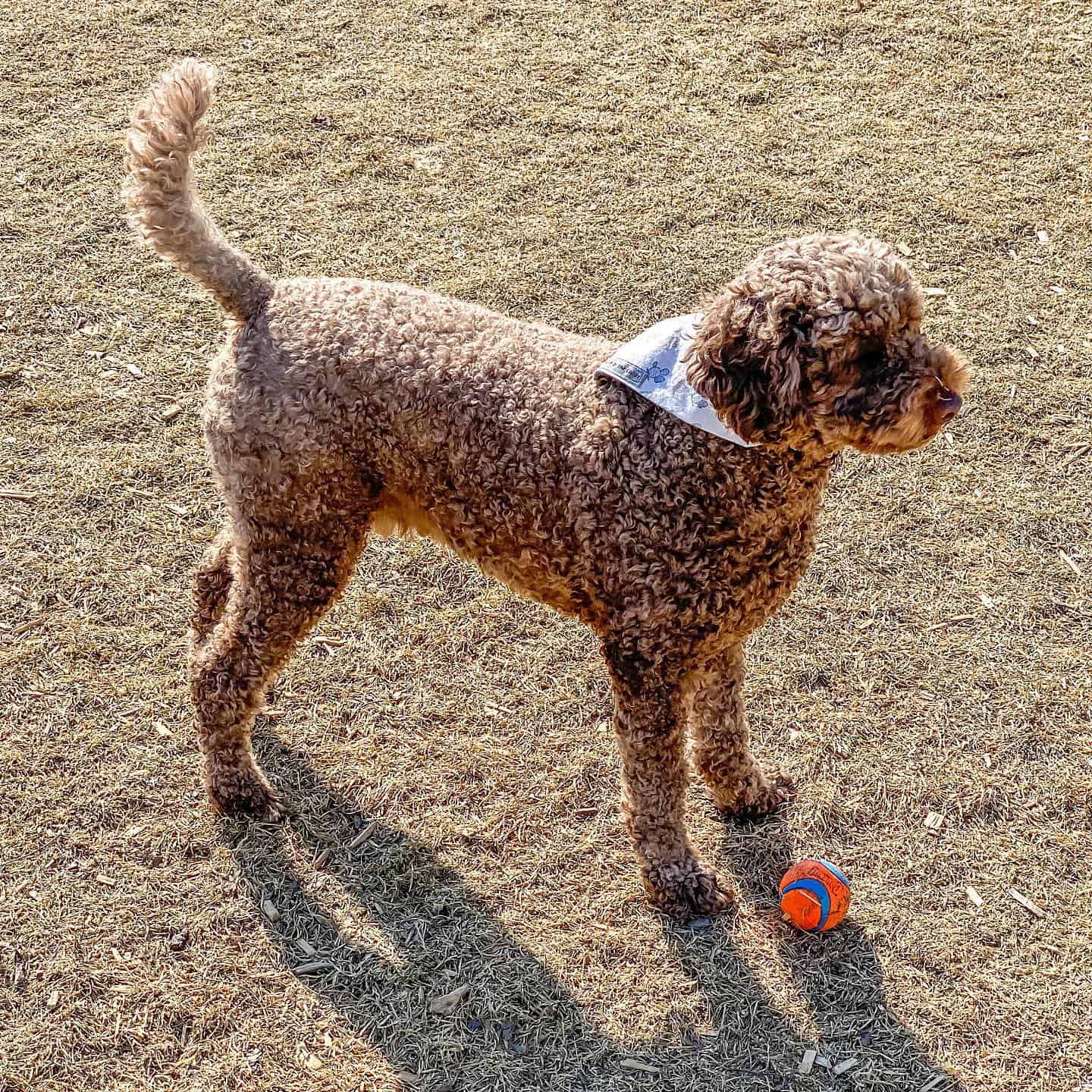 f1b labradoodle jugando con pelota