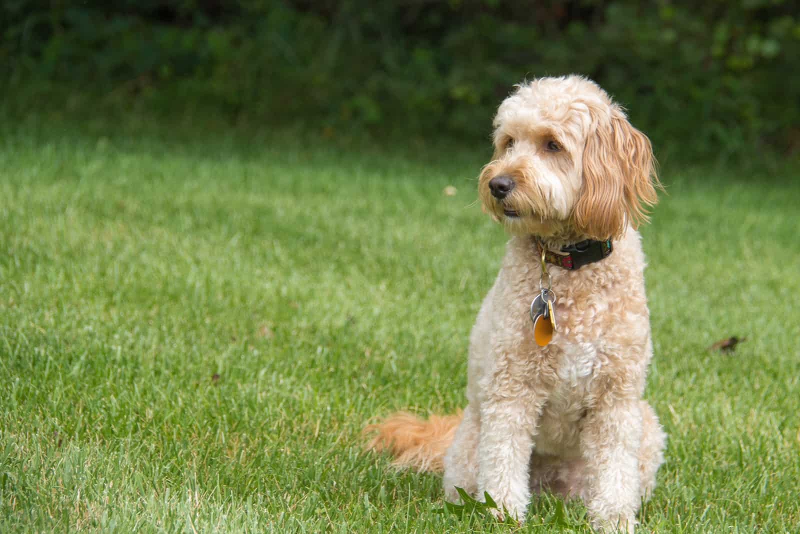 mini goldendoodle f1b