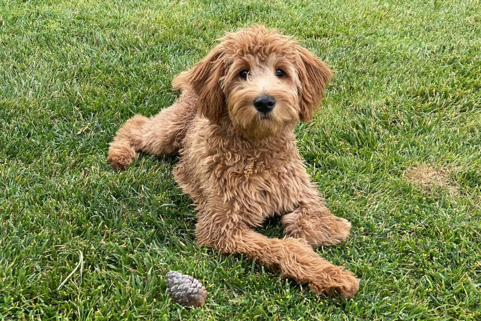 hembra goldendoodle f2b hembra acostada en el césped verde al aire libre
