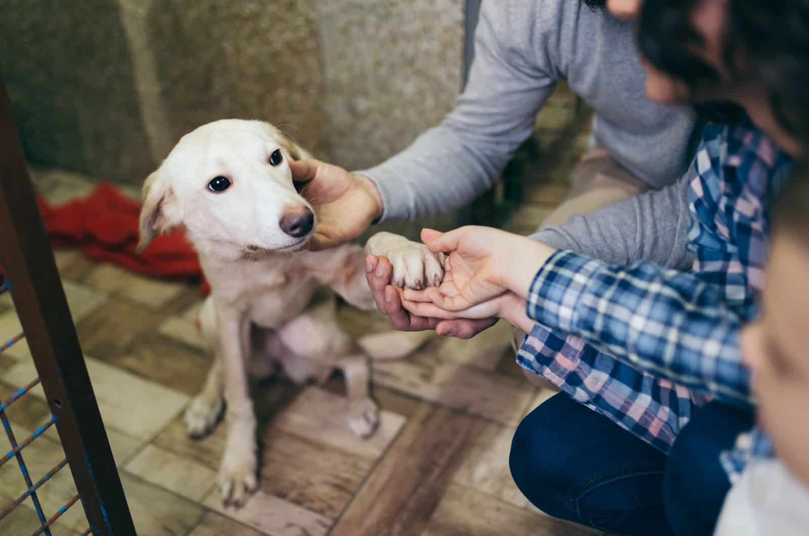 familia en refugio de animales eligiendo un perro para adoptar