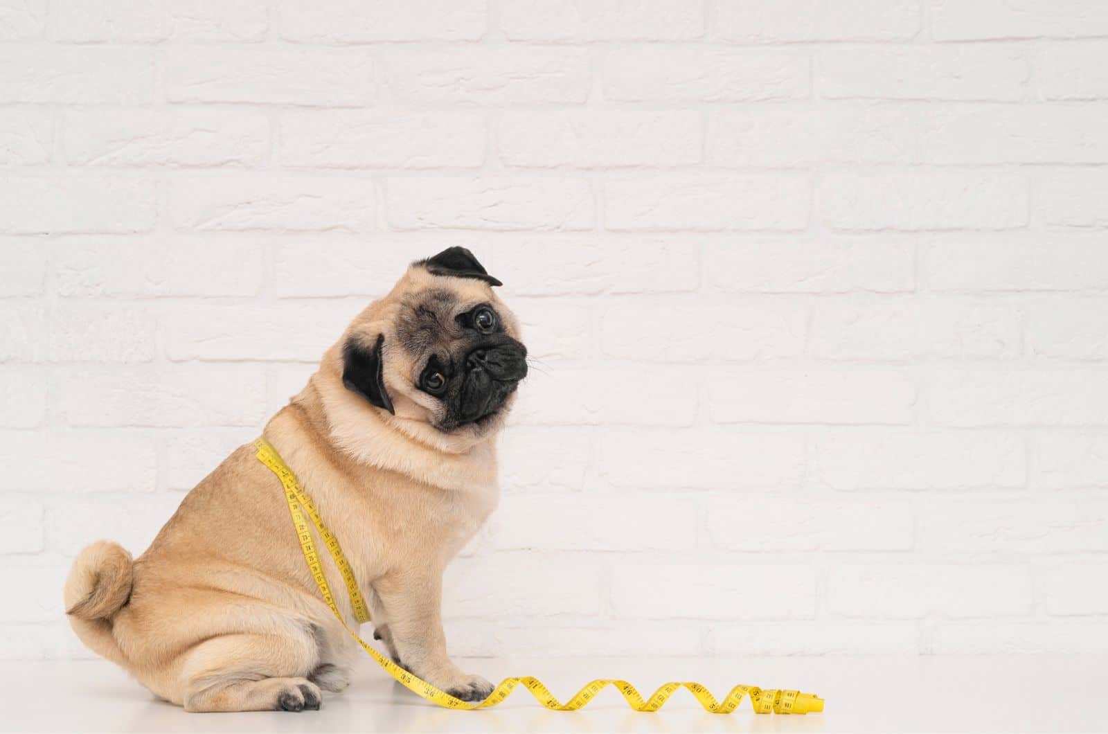 pug gordo envuelto en cinta métrica amarilla