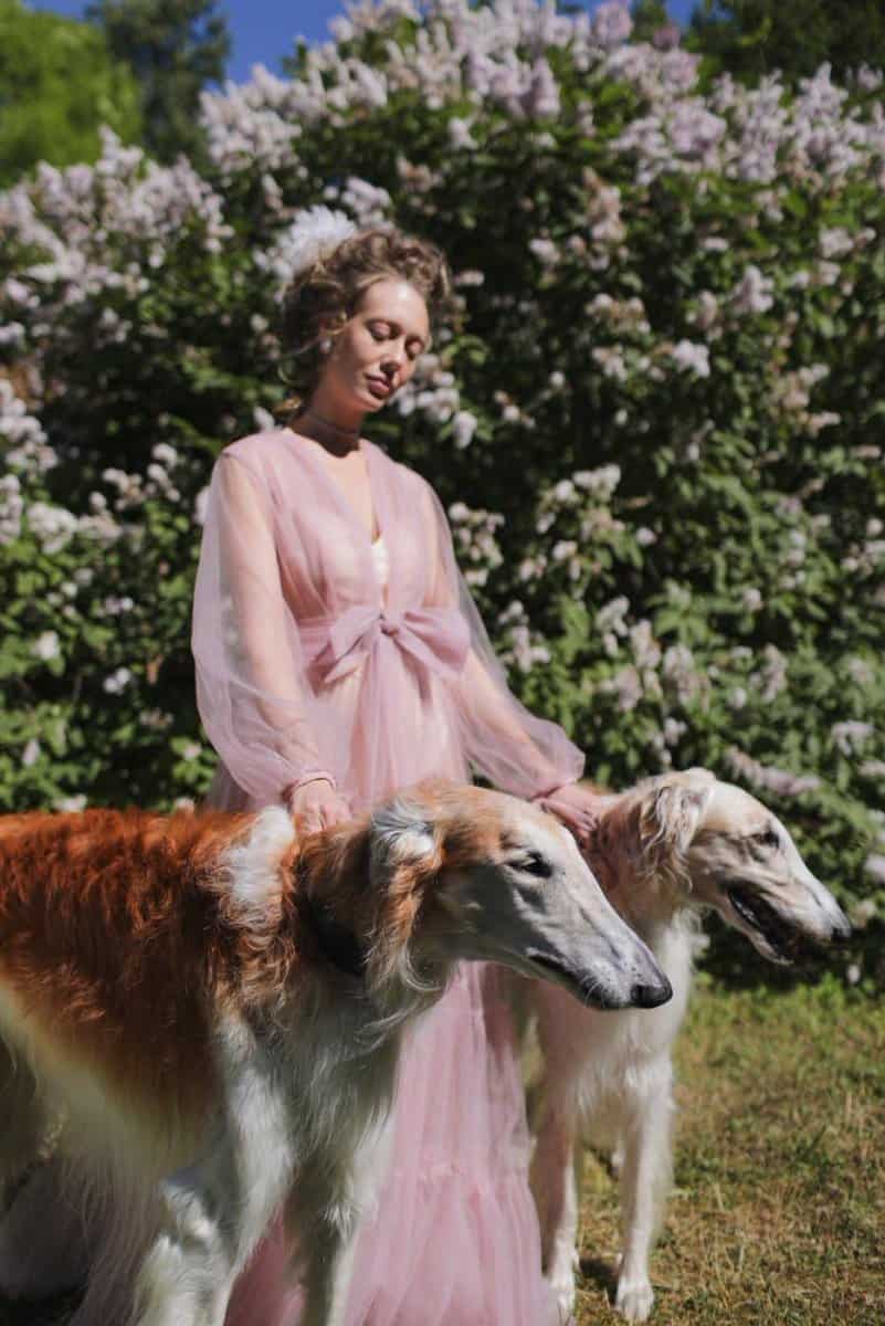 borzoi cervato