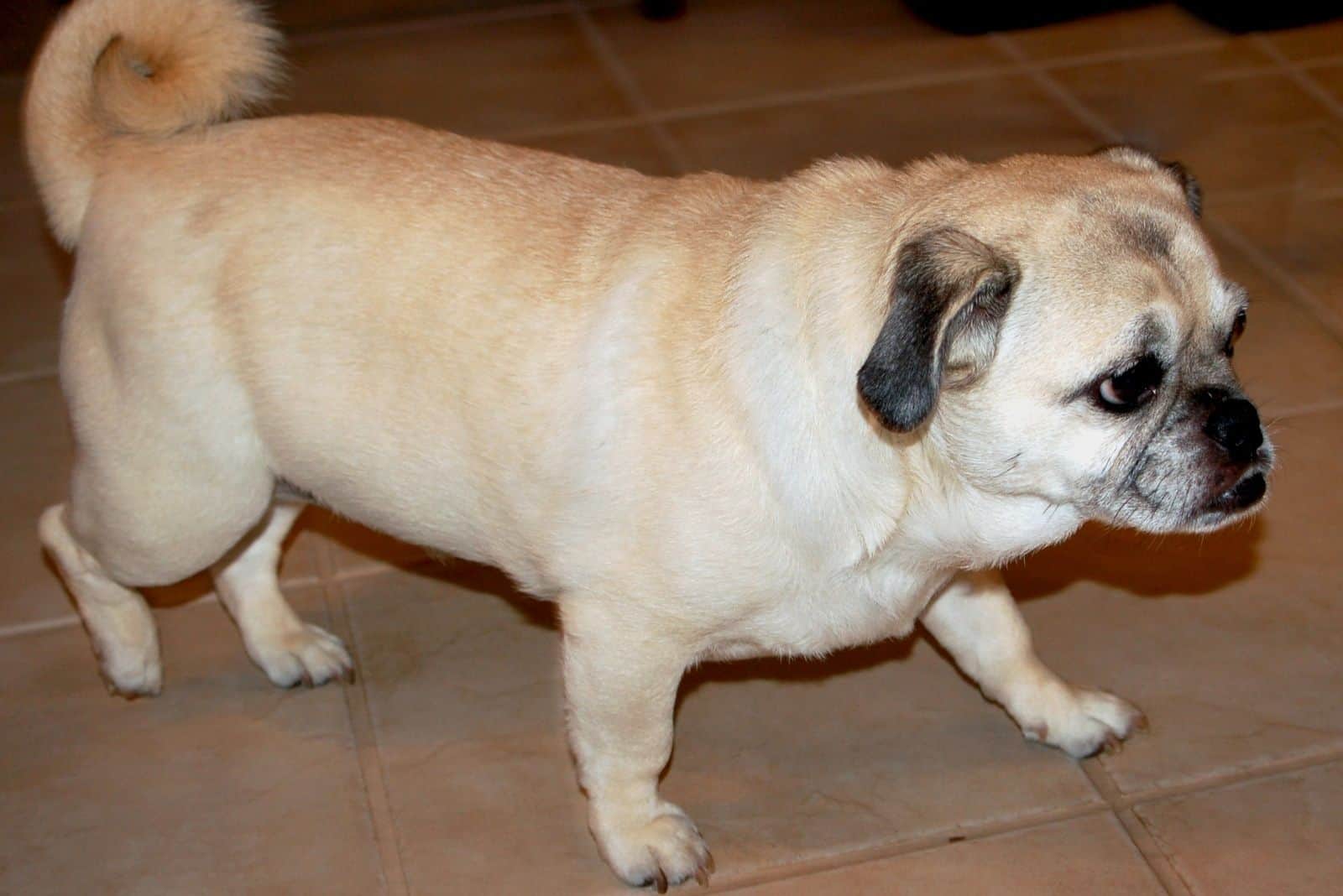 pug color leonado mezclado con corgi caminando en interiores