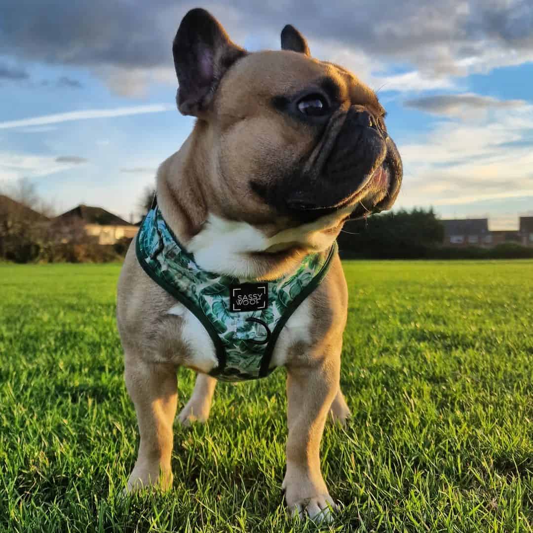 bulldog francés leonado en la naturaleza usando un arnés