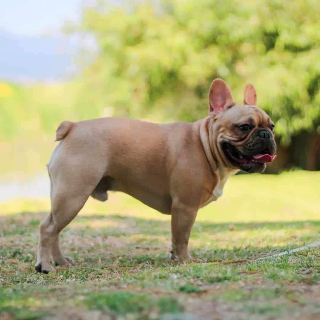 bulldog francés leonado fotografiado de lado mientras está de pie