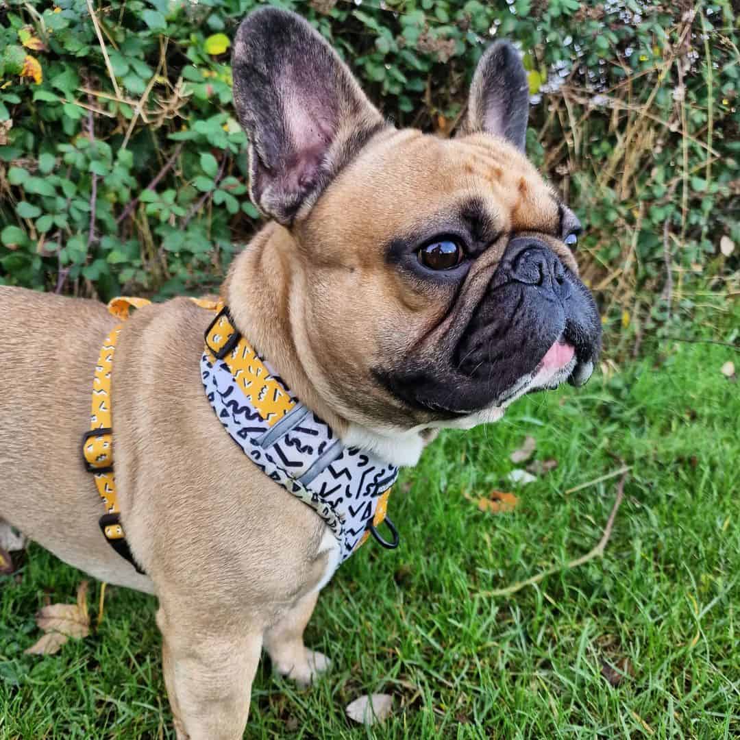 bulldog francés leonado con un pañuelo