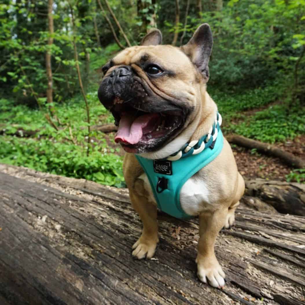 bulldog francés leonado bostezando