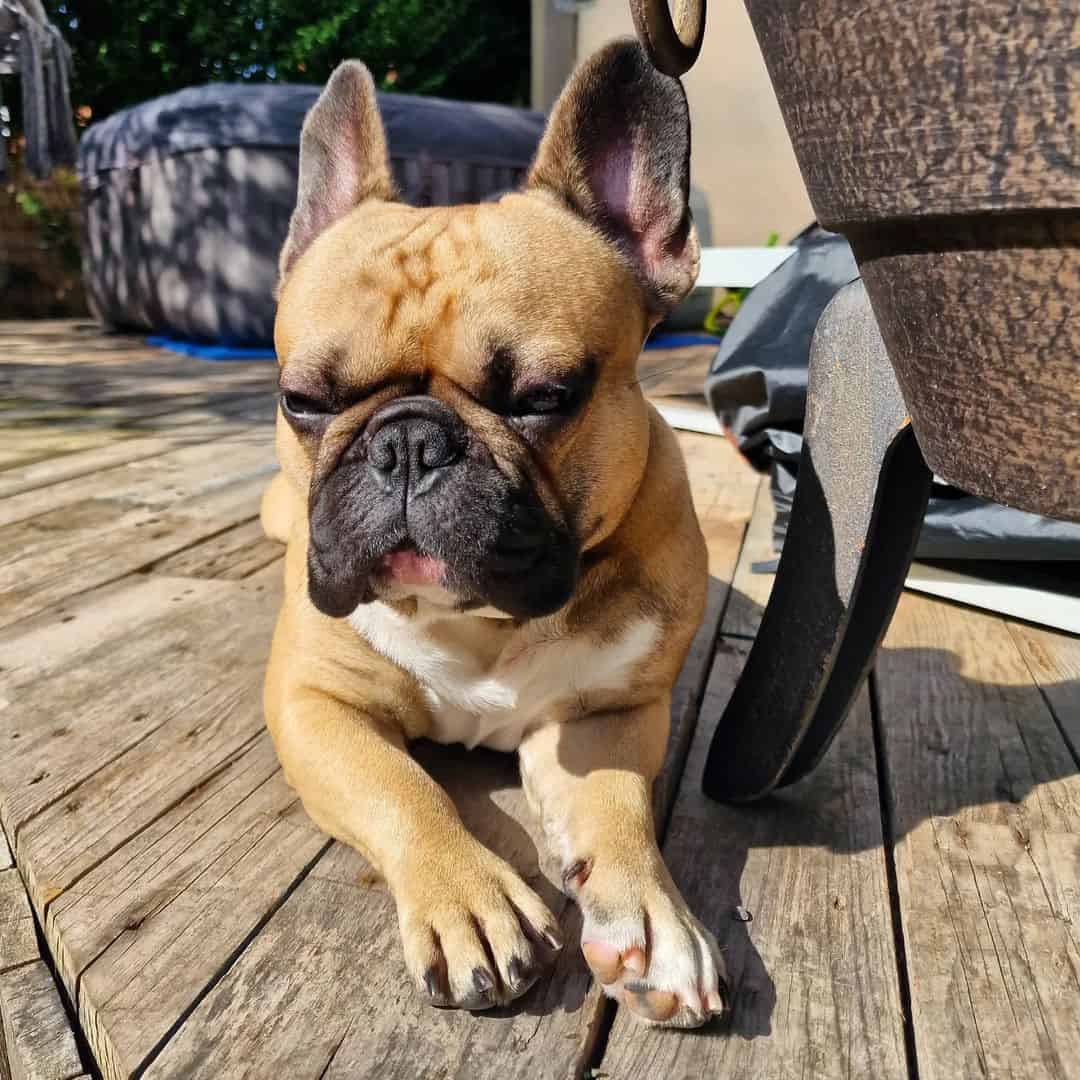 frenchie leonado tumbado en el suelo y disfrutando del sol