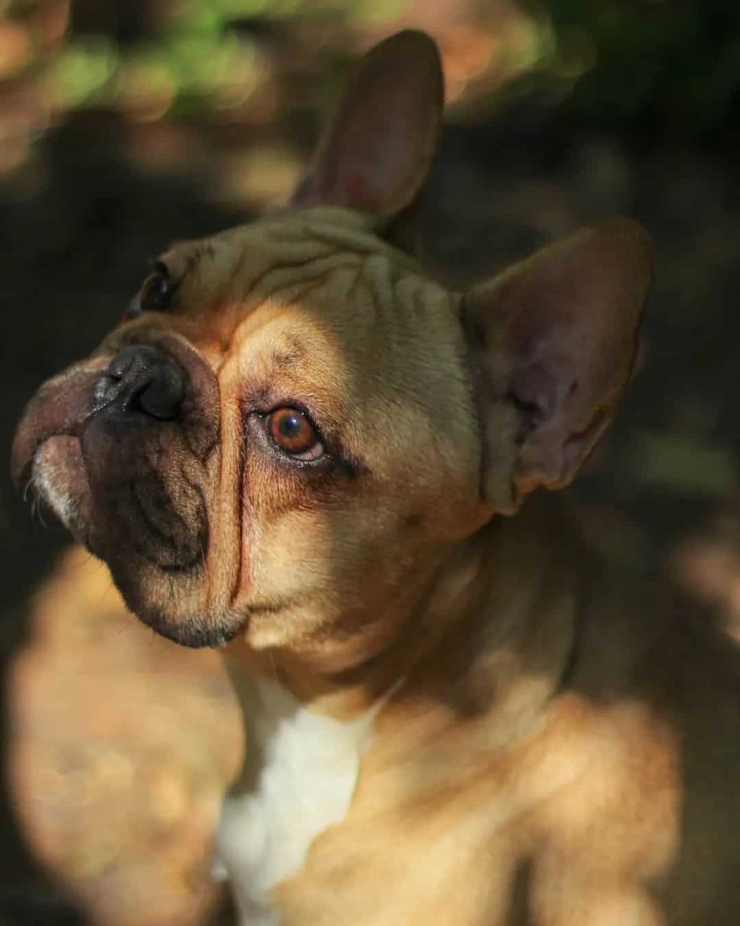 retrato de frenchie leonado