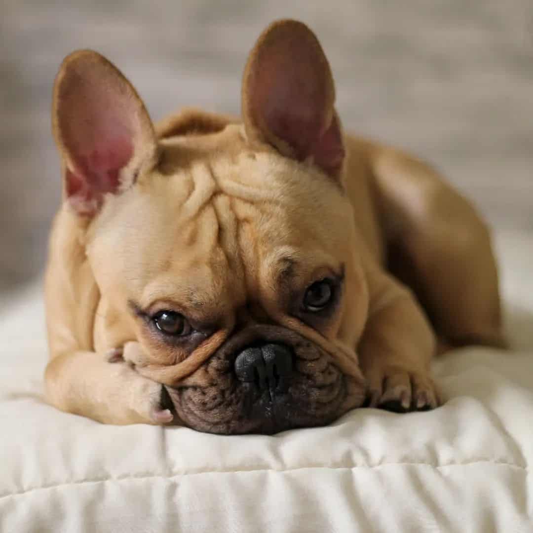 frenchie leonado descansando