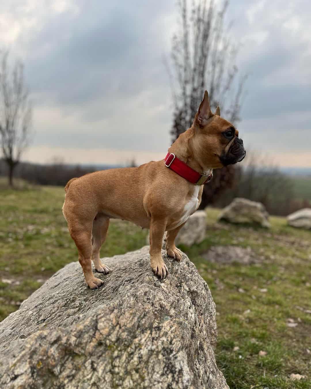 frenchie leonado parado en una roca
