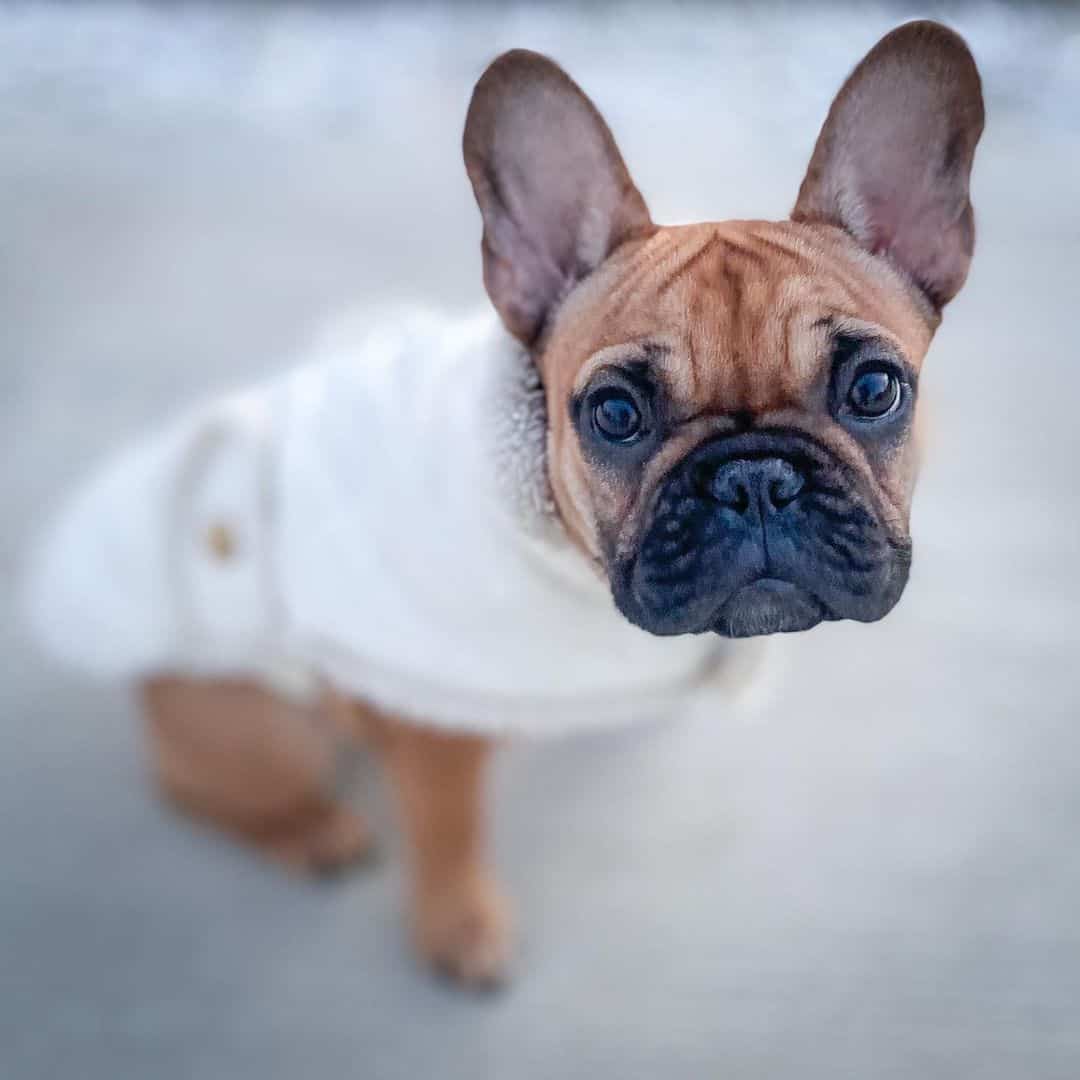 frenchie leonado usando un disfraz