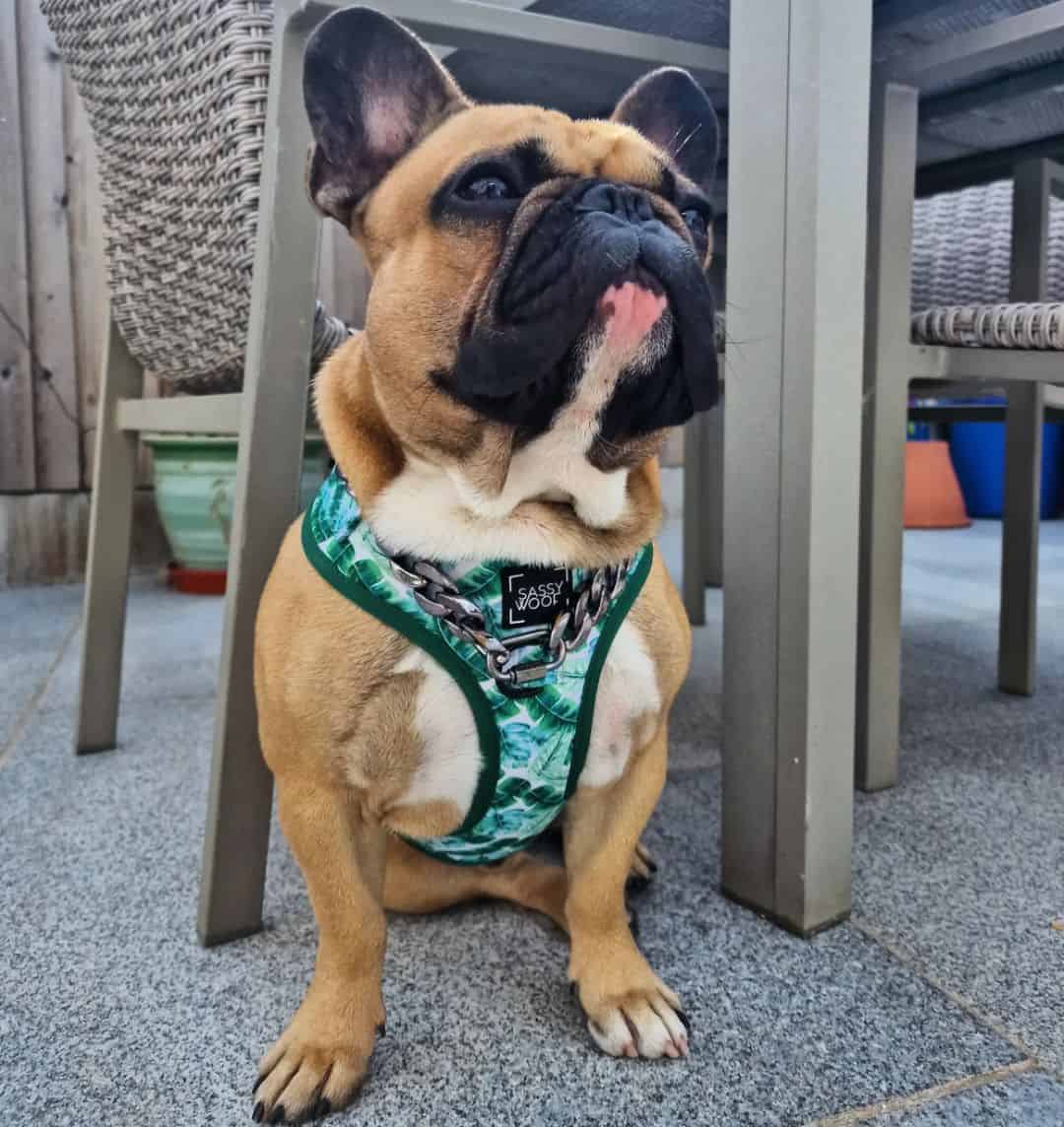 frenchie leonado usando un arnés verde