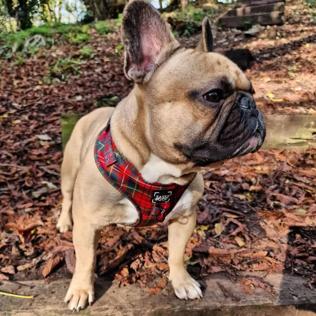 frenchie leonado usando un arnés