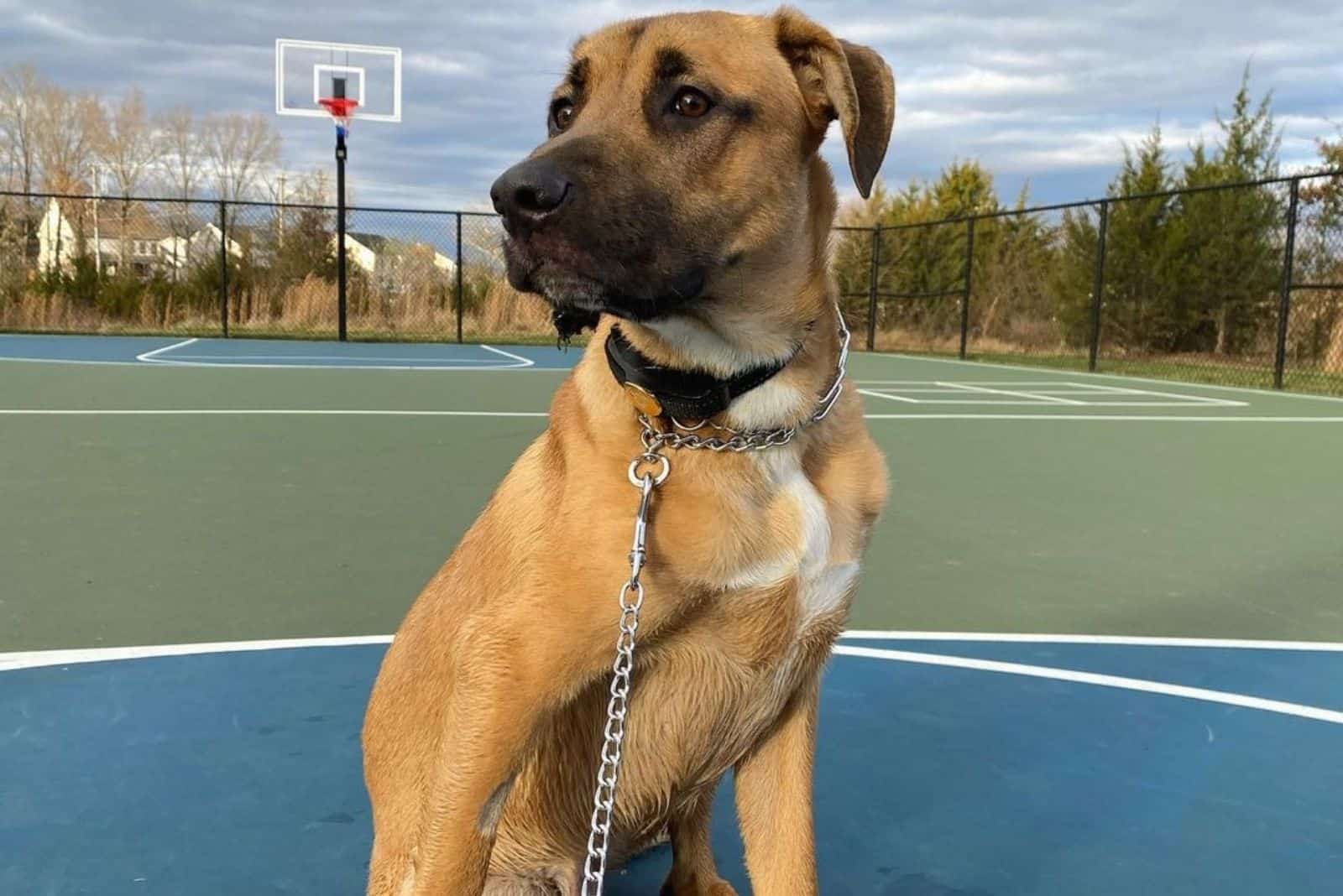 raza de perro fawn german corso