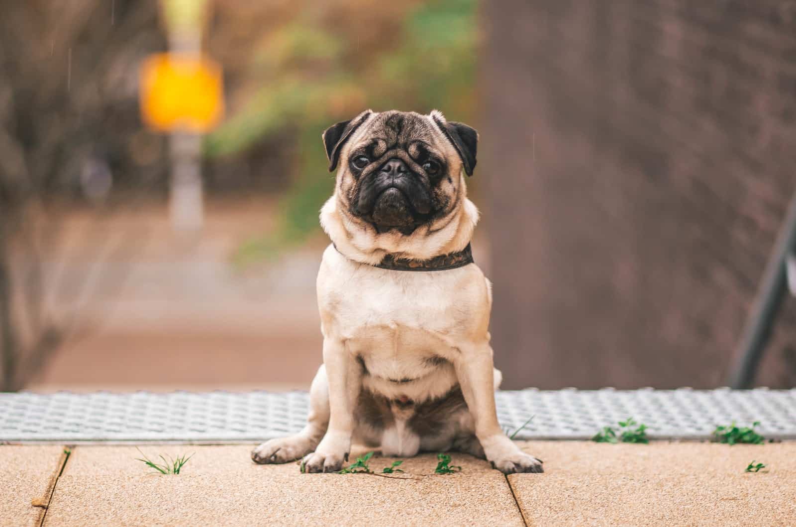 pug leonado fotografiado en la calle