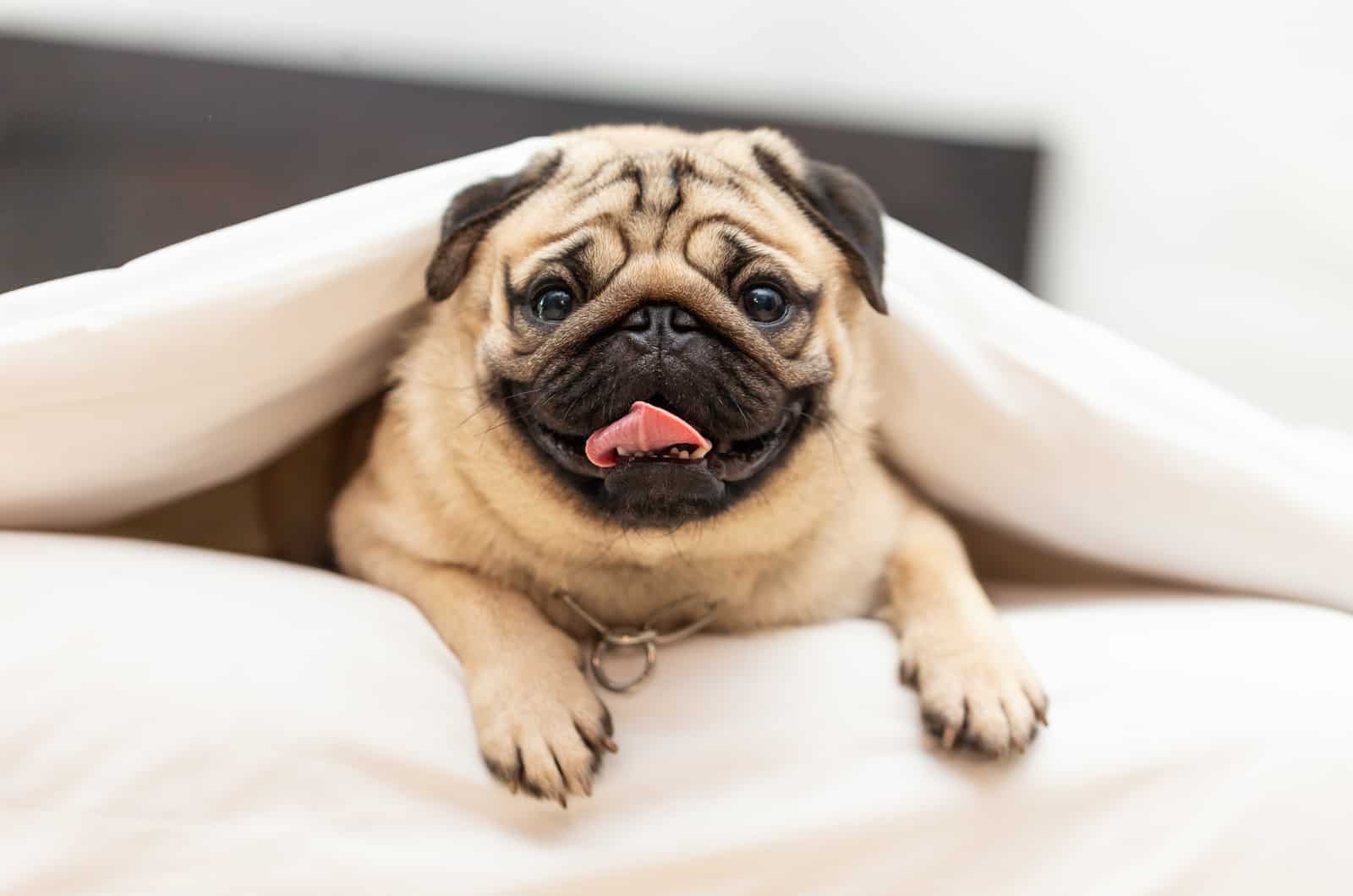 pug leonado bajo una manta