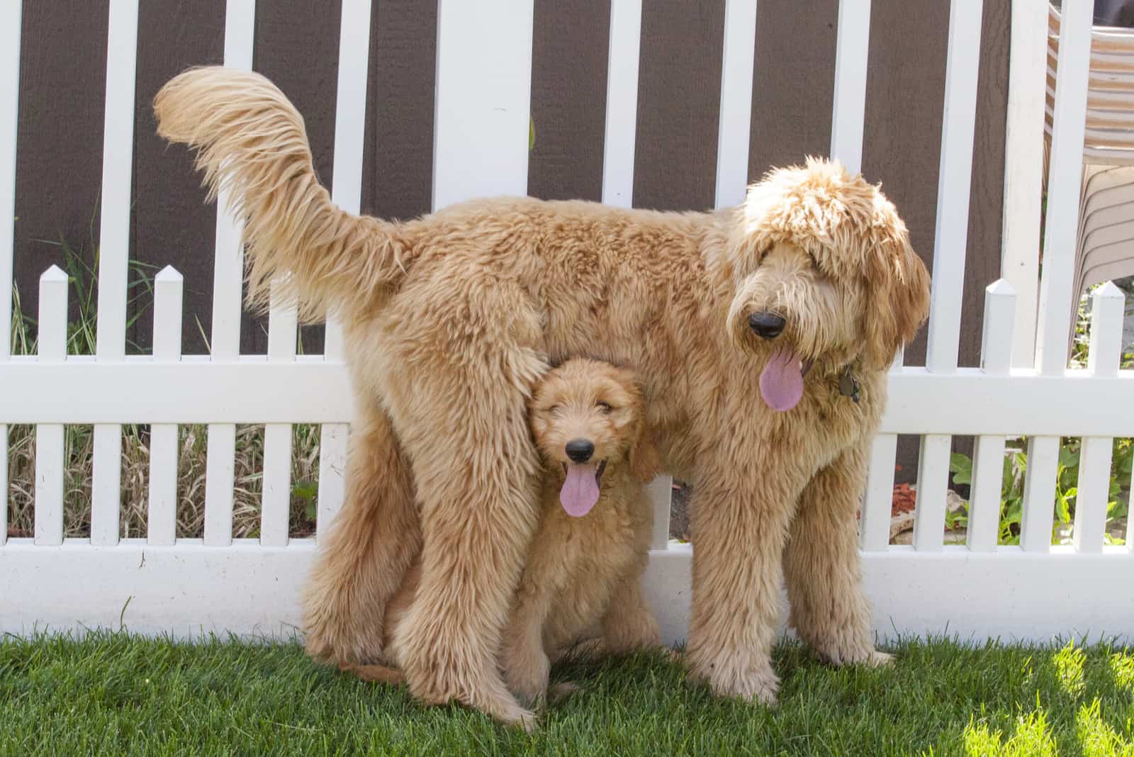 Goldendoodles hembra con su cachorro