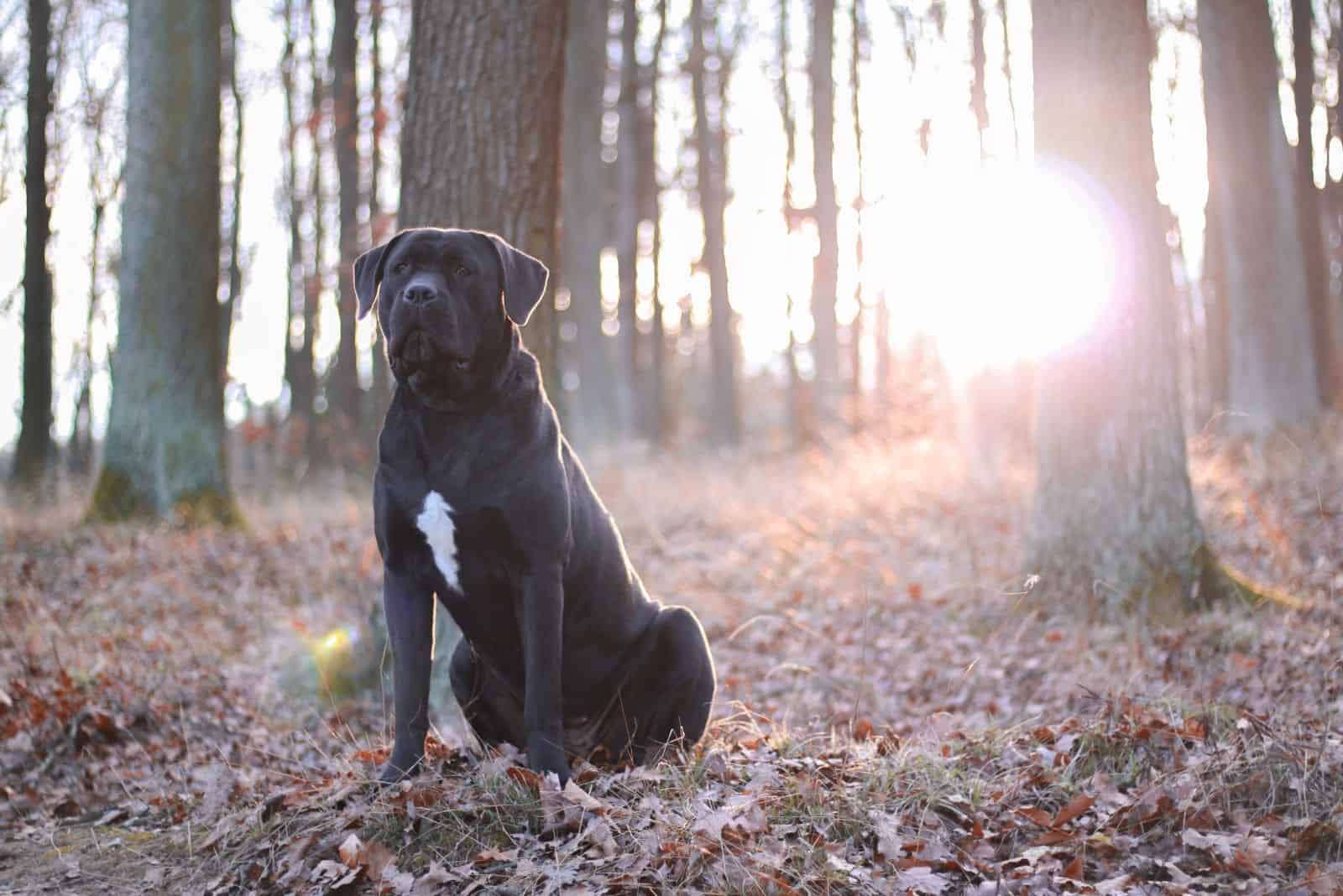 cane corso hembra sentada en medio del bosque