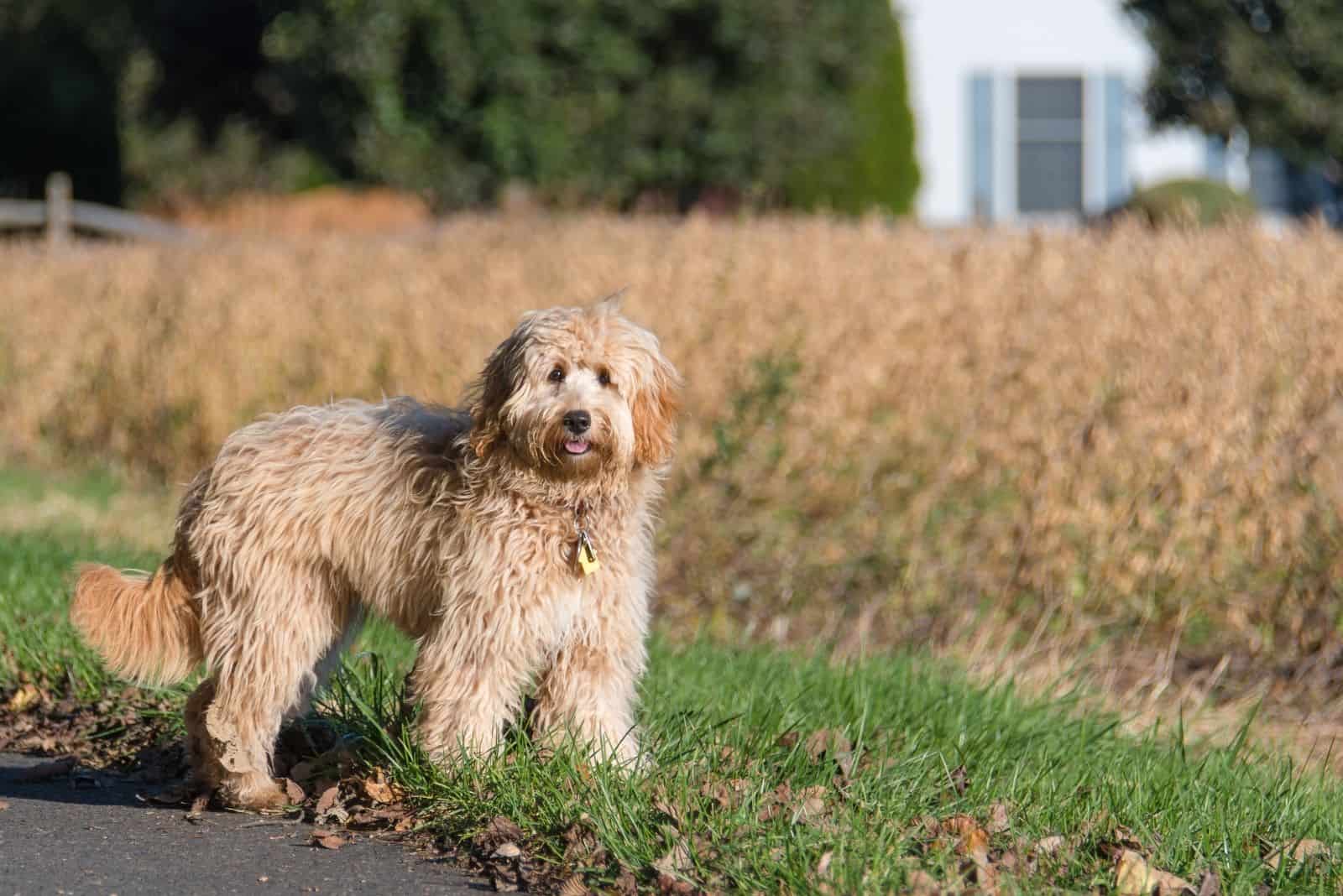 hembra mini goldendoodle f1b de pie al aire libre con hierbas secas de fondo