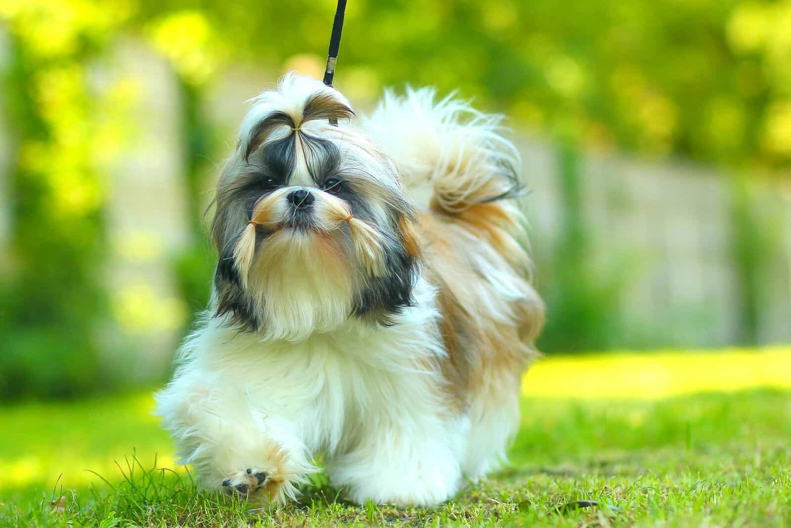 hembra de shih tzu corriendo al aire libre