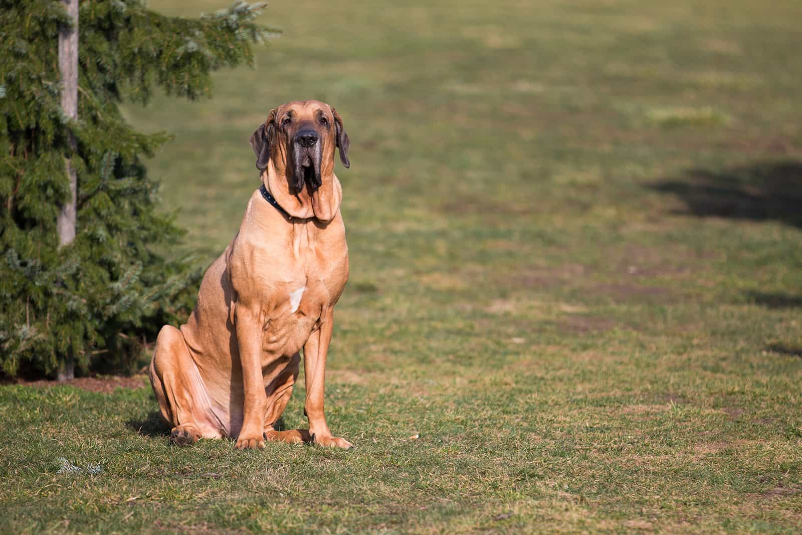 Fila Brasileño en el parque