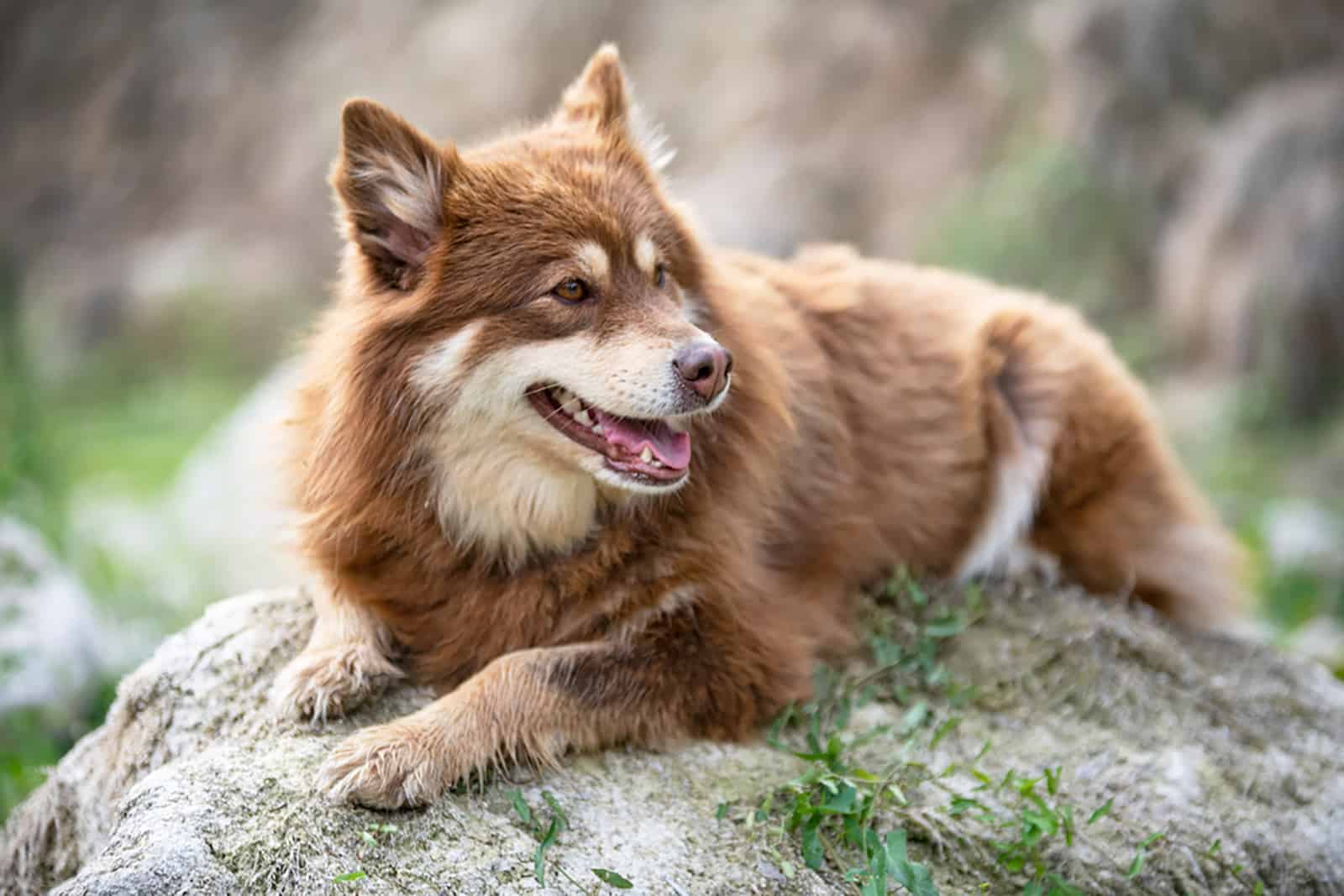 Spitz Finlandés acostado sobre la roca
