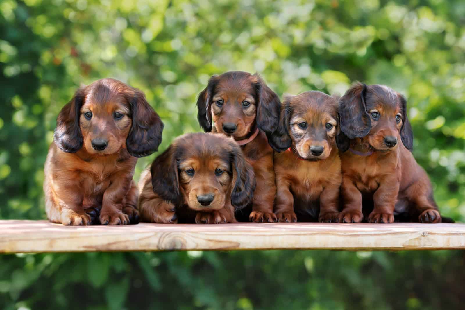 cinco cachorros de dachshund sentados en un banco