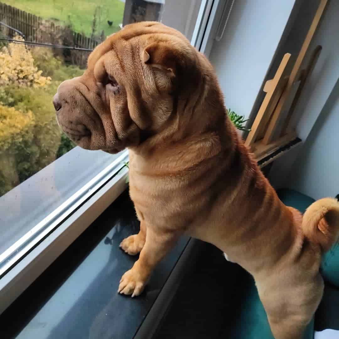 shar pei dilución roja de cinco puntos