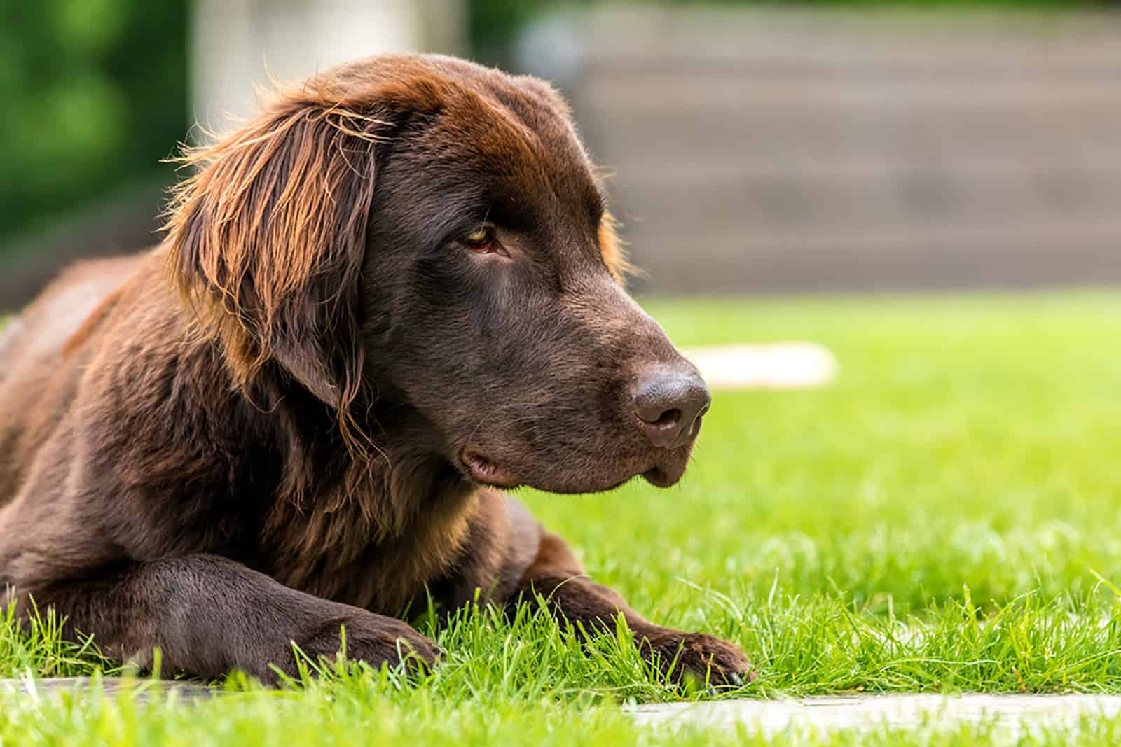 retriever de pelaje liso acostado en la hierba