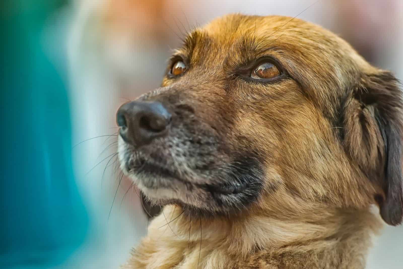 enfoque en la imagen de un perro mirando hacia arriba de lado