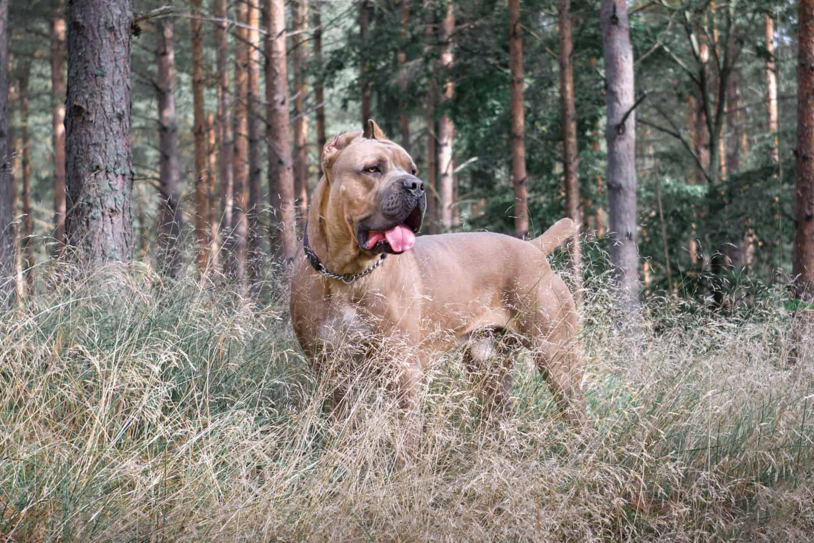 cane corso formentino en un bosque