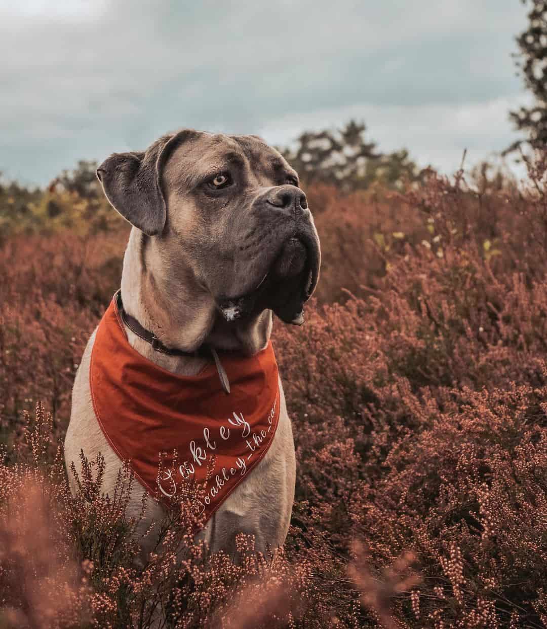 cane corso formentino en la naturaleza con una bandana