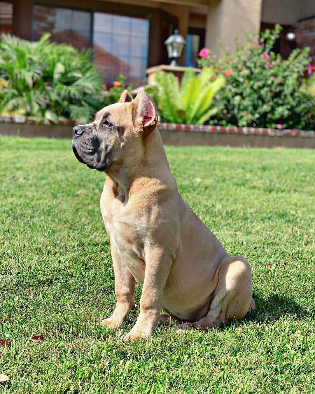 cachorro de cane corso formentino