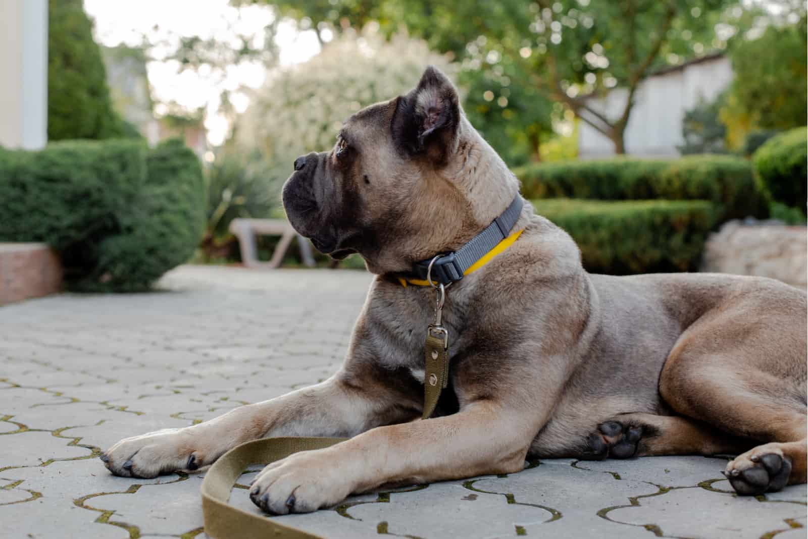 Cane Corso formentino sentado en un patio