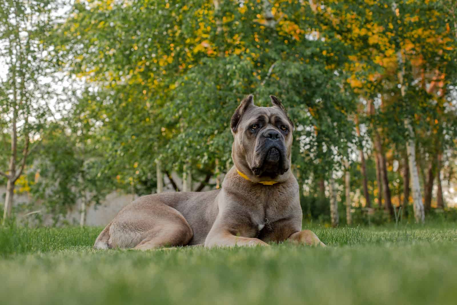cane corso formentino sentado en césped verde