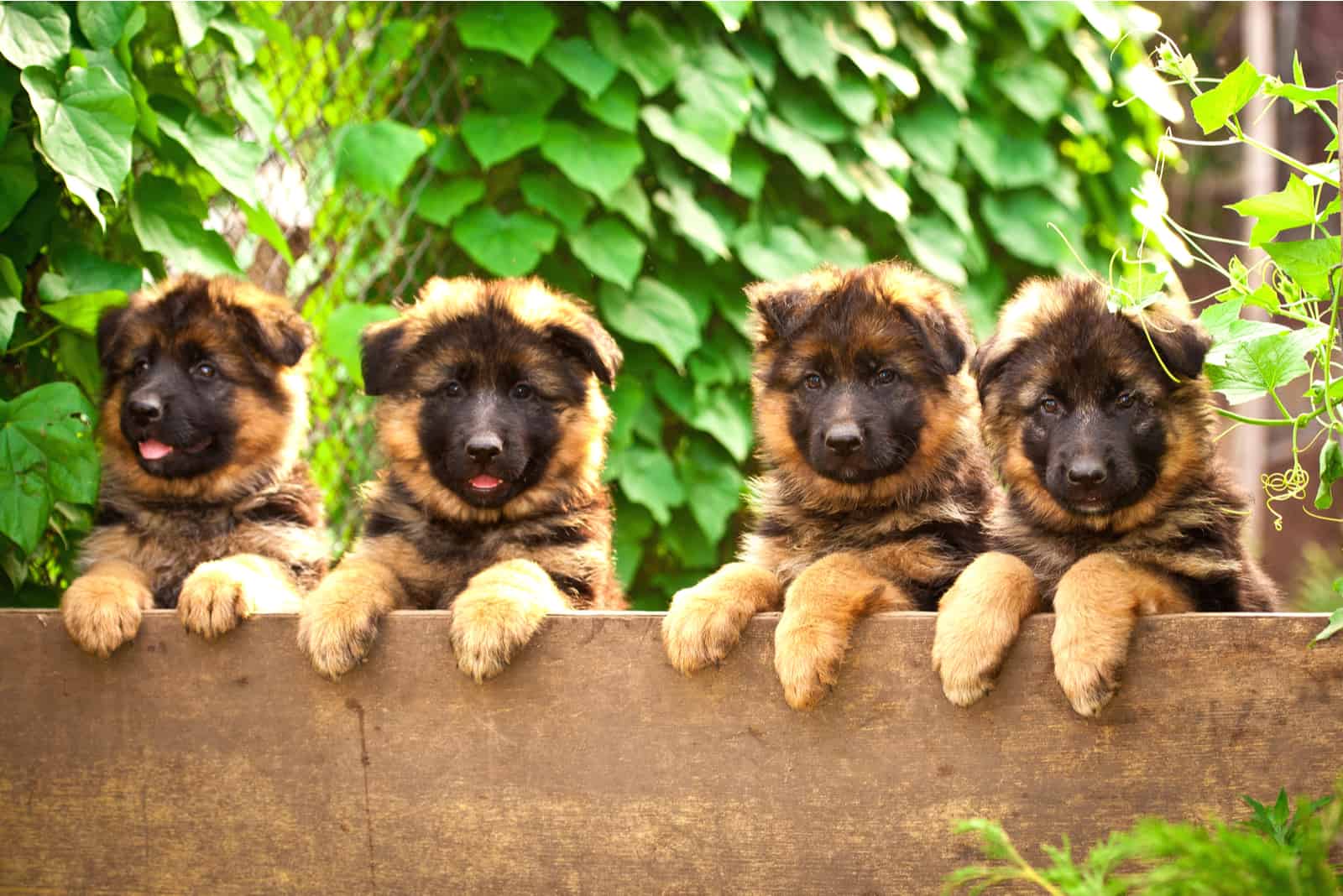 cuatro adorables cachorros de Pastor Alemán en el patio trasero