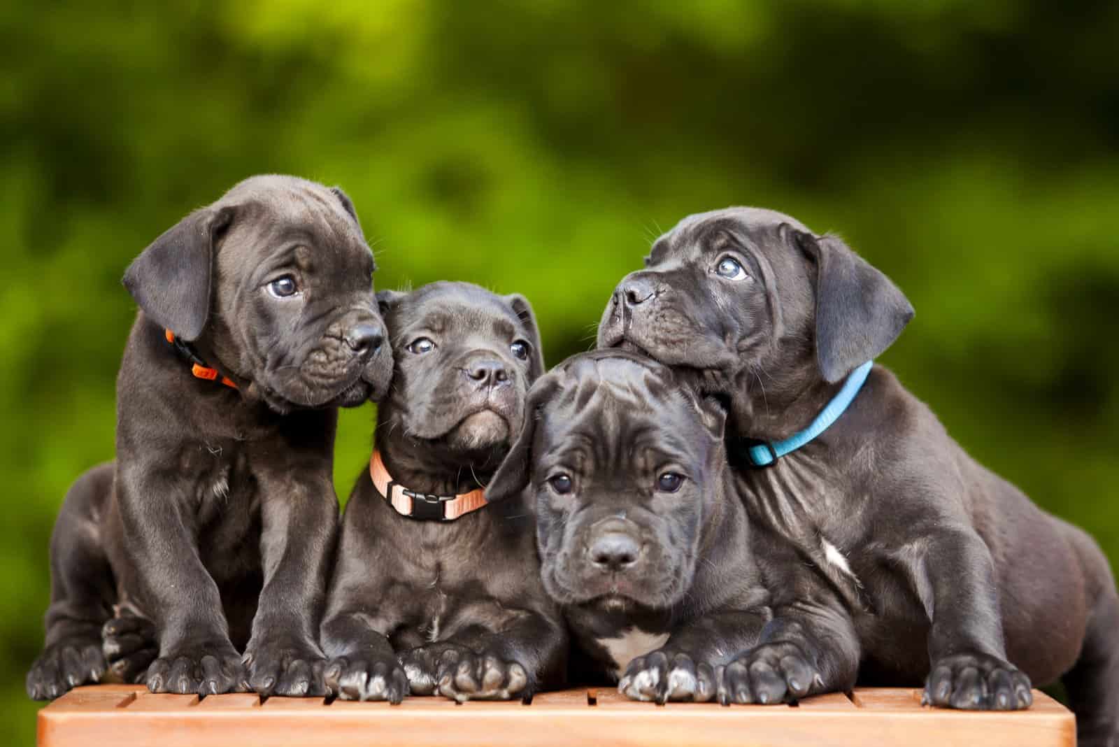 cuatro cachorros de cane corso negros afuera